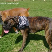 We also do go to canada and attend national specialties. Puppyfind Boxer Puppies For Sale