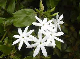 Image result for Jasminum multiflorum
