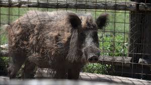 18th best indoor mixed team in the uk 2016. Wild Boar Family Killed By Police In Rome Children S Playground Bbc News