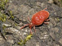 Hab auch schon insektenmittel hingesprüht, leider ohne erfolg. Rote Samtmilbe Wikipedia