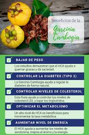 Gracias al hca la garcinia cambogia tiene propiedades adelgazantes ya que aumenta los niveles de serotonina que provocan una disminución del apetito y . 14 Ideas De Garcinia Cambogia Garcinia Cambogia Beneficios Efectos Secundarios Salud