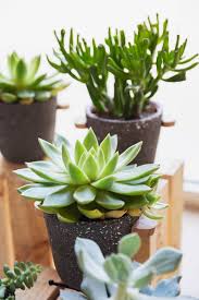 Cómo cuidar tus cactus en invierno. Como Cuidar Las Plantas En Verano Especial Cactus Y Suculentas Blog Colvin