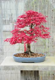 Japanese Maple Bonsai Tree Care Guide Acer Palmatum