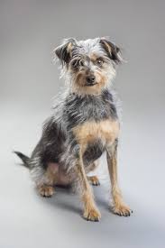 Black And White Terrier Mix Short Hair Photo Of Panchito The Mixed Breed Rescue Dog This Is Panchito A Mixed Breed Dog With A Dark Gray And Brown Coat With Whisps O Rescue Dogs Dogs Big Brown Eyes
