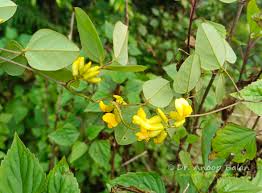 Image result for Dumasia