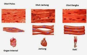 Jaringan Otot Otot Hewan Kesehatan