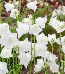 Campanula Persicifolia Chettle Charm Peach Leaved Bellflower Is An Upright Perennial With Elegant Spikes Of Large Outwa Campanula Bellflower White Gardens