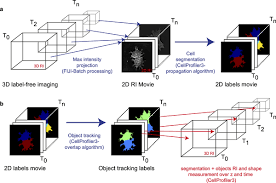 Animal cell diagram for class 9 3d. Image Based Analysis Of Living Mammalian Cells Using Label Free 3d Refractive Index Maps Reveals New Organelle Dynamics And Dry Mass Flux
