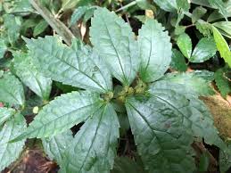 Image result for Elatostema monticola