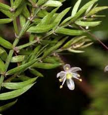 Image result for Asparagus minutiflorus