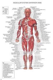 Muscular System Medical Educational Poster 24x36 Scientific Body Detailed Yy1 Human Body Anatomy Human Body Muscles Body Anatomy