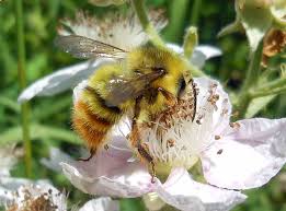 Plant flowers for bees and other pollinators to increase your harvest. Fifteen Ways To Attract Pollinators To Your Yard Honey Bee Suite
