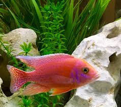 55 Gallon African Cichlids Tank Full Setup | Piranhas Forum