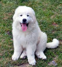 Pour que votre chiot devienne un chien bien dans sa peau. Education Du Chien Montagne Des Pyrenees Apprentissage Des Le Plus Jeune Age