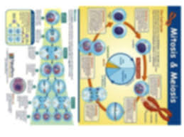 mitosis and meiosis chart pdf