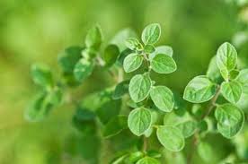 The place to buy quality herbs & spices online, free delivery. Oregano Herbs Seeds Kings Seeds