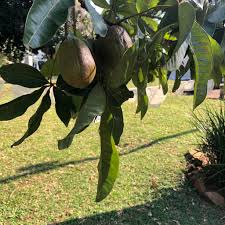 Image result for Pachira glabra