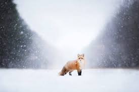Here you can get the best fox wallpapers for your desktop and mobile devices. Landscape Animals Fox Wallpapers Hd Desktop And Mobile Backgrounds