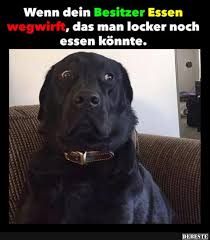 Besten Bilder Videos Und Spruche Und Es Kommen Taglich Neue Lustige Facebook Bilder Auf Debeste De Lustige Hund Bilder Lustige Tiere Lustige Bilder Von Tieren