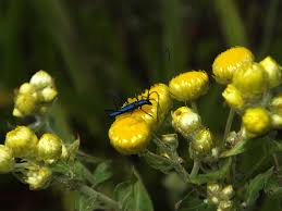 Image result for Helichrysum foetidum