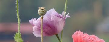 Choose a warm, sunny position with protection from strong winds. For The Love Of Poppies 3 Growing Poppies In Pots The Seed Basket