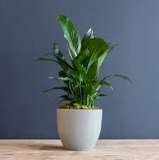 Image result for Spathiphyllum