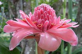 Image result for Etlingera