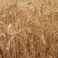 Heirloom Grains and Sourdough Workshop
