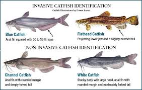 How does a gar get food? Types Of Catfish Bait Binder
