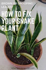 If Your Snake Plant Has Drooping Or Brown Leaves You Need To Read This Article There Are A Few Common Problem Snake Plant Indoor Plant Care Houseplant Plants
