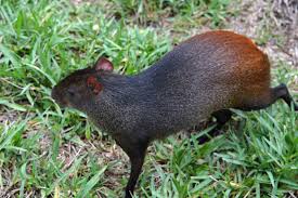 Explore our interactive park map, plan the perfect day out, access key park info, navigate like a pro plus unlock fun interactive features to make your day extra wild! Red Rumped Agouti