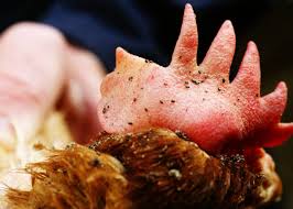 Image result for red mite