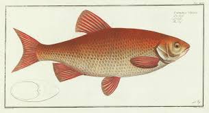 The golden orfe are a long and slender fish, but they are deep bodied. Xcvi Die Orfe Von Bloch Markus Elieser 1785 Kunst Nbsp Nbsp Grafik Nbsp Nbsp Poster Antiquariat Reinhold Berg Ek Inh R Berg
