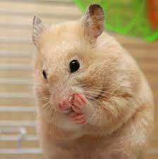 Choosing A Pet Hamster Hamsters As Pets Pets Baby Hamster