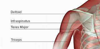 If you know the logic of how a muscle name was sometimes the locations of muscles's origins or insertions are incorporated into their names. Dumbbell Shoulder Workouts Bowflex