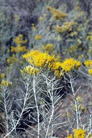 Image result for Tacazzea rosmarinifolia