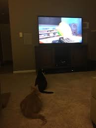 Check out kitty secret ending!. Kitties Watching The Secret Life Of Pets Album On Imgur