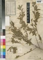 Image result for Erythrococca