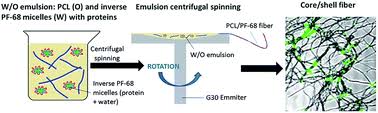 Get access to exclusive content and experiences on the world's largest membership platform for artists and creators. Emulsion Centrifugal Spinning For Production Of 3d Drug Releasing Nanofibres With Core Shell Structure Rsc Advances X Mol
