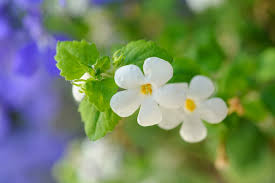 Image result for foto bacopa