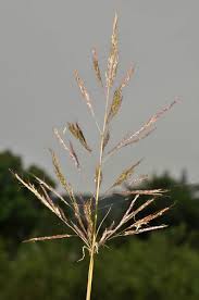 Image result for Bothriochloa bladhii