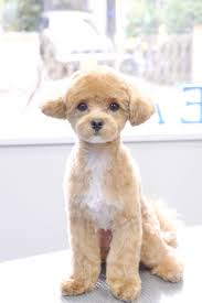 マルプーのスッキリ短めカット｜トリミングbefore&after 大田区のトリミングサロンDEAR DOGS｜トイプードルの可愛いカットが人気！