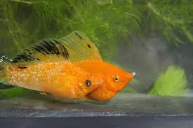 For the most part though, mollies are inhabitants of freshwater streams flowing across coastal plains. Mollies To Salt Or Not To Salt Goliad Farms