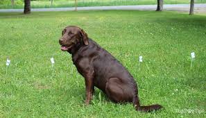 Review Extreme Dog Fence Pro Grade Wireless Dog Fence Indoor Dog Fence Dog Fence