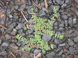 Image result for Euphorbia prostrata
