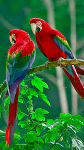 Pin De Solarte Mosaiquismo Em Toucans Parrots Exotics Papagaios Coloridos Passaros Coloridos Passaros Exoticos