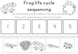 Help them read the passage aloud, and point at the pictures showing all the different life cycles of the frog. Frog Life Cycle Sequencing Activity Worksheet By Little Blue Orange
