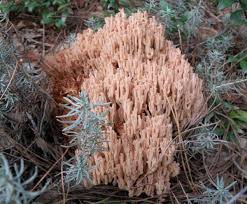 Image result for Sericorema remotiflora