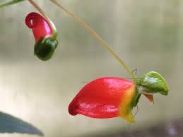 Image result for Impatiens keilii