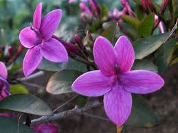 Image result for Eranthemum laxiflorum